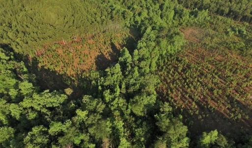 Photo #3 of SOLD property in Off NC Hwy, Jackson Springs, NC 29.6 acres