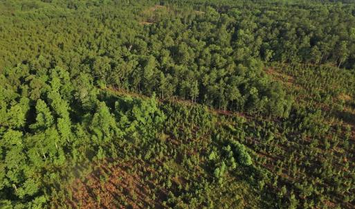 Photo #5 of SOLD property in Off NC Hwy, Jackson Springs, NC 29.6 acres