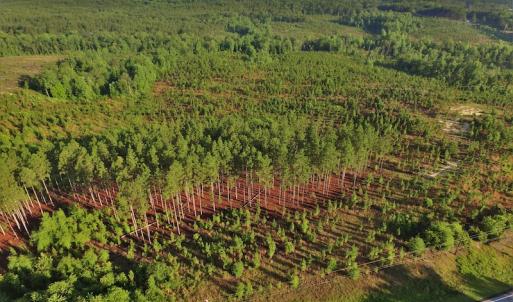 Photo #6 of SOLD property in Off NC Hwy, Jackson Springs, NC 29.6 acres
