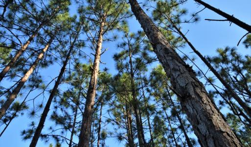 Photo #8 of SOLD property in Off NC Hwy, Jackson Springs, NC 29.6 acres