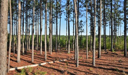 Photo #9 of SOLD property in Off NC Hwy, Jackson Springs, NC 29.6 acres