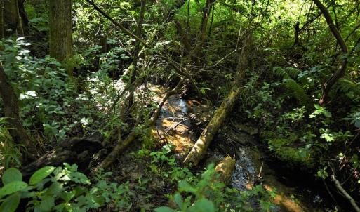Photo #10 of SOLD property in Off NC Hwy, Jackson Springs, NC 29.6 acres