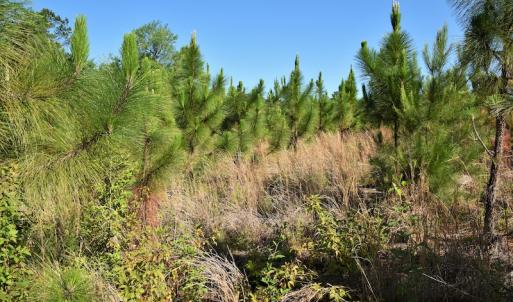 Photo #11 of SOLD property in Off NC Hwy, Jackson Springs, NC 29.6 acres