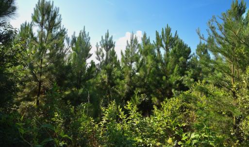 Photo #10 of SOLD property in Off Whip O Will Cove Rd, New London, NC 30.0 acres