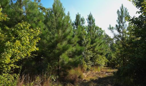 Photo #11 of SOLD property in Off Whip O Will Cove Rd, New London, NC 30.0 acres