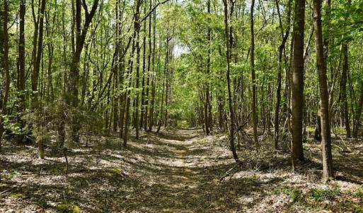 Photo #2 of SOLD property in Off Pennington Road, Albemarle, NC 67.4 acres