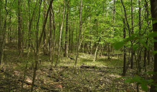Photo #4 of SOLD property in Off Pennington Road, Albemarle, NC 67.4 acres