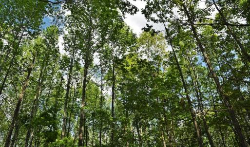 Photo #11 of SOLD property in Off Pennington Road, Albemarle, NC 67.4 acres