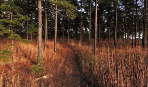 Photo #7 of SOLD property in Off Efird Road, Albemarle, NC 109.3 acres