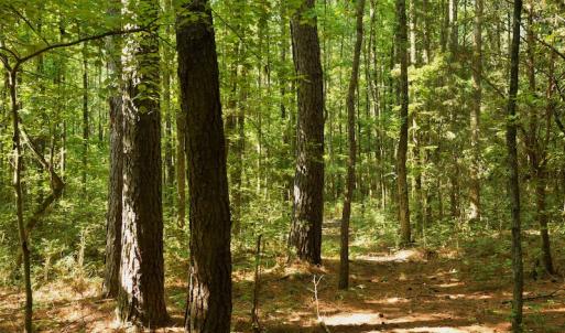 Photo #11 of SOLD property in Off Old Pageland Hwy, Monroe, NC 24.8 acres