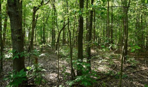 Photo #8 of SOLD property in Off Nance Tarlton Road, Marshville, NC 46.8 acres