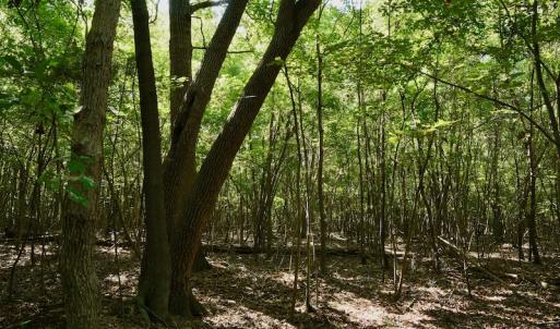 Photo #10 of SOLD property in Off Nance Tarlton Road, Marshville, NC 46.8 acres
