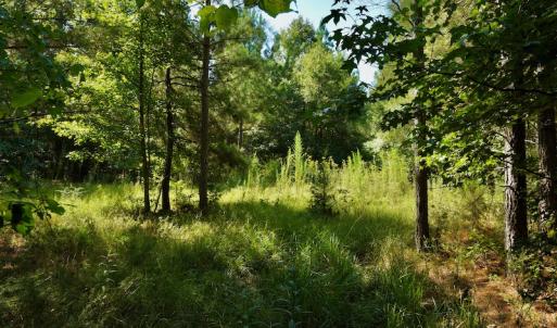 Photo #11 of SOLD property in Off Nance Tarlton Road, Marshville, NC 46.8 acres