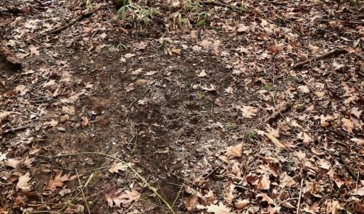 Photo #44 of SOLD property in Off Old Airport Road, Concord, NC 38.1 acres