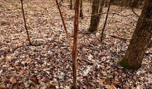 Photo #53 of SOLD property in Off Old Airport Road, Concord, NC 38.1 acres
