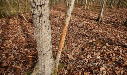 Photo #54 of SOLD property in Off Old Airport Road, Concord, NC 38.1 acres