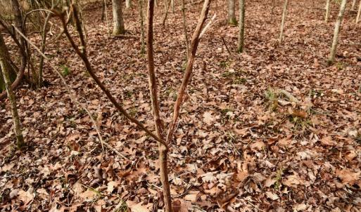 Photo #58 of SOLD property in Off Old Airport Road, Concord, NC 38.1 acres