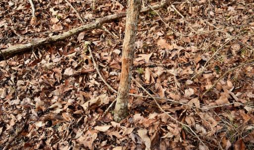 Photo #61 of SOLD property in Off Old Airport Road, Concord, NC 38.1 acres