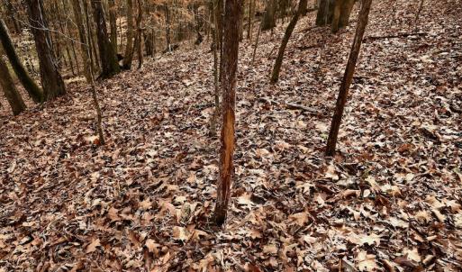 Photo #64 of SOLD property in Off Old Airport Road, Concord, NC 38.1 acres