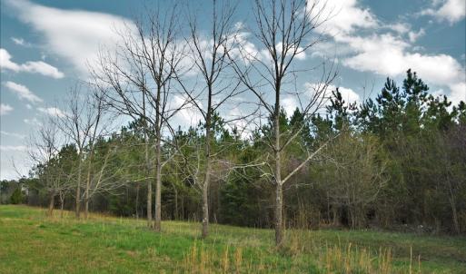 Photo #9 of SOLD property in 8300 Reed Mine Road, Midland, NC 66.1 acres