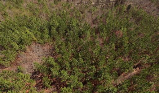 Photo #5 of SOLD property in Off Wyatt Grove Church Rd, Richfield, NC 27.3 acres