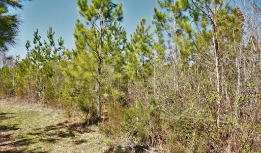 Photo #7 of SOLD property in Off Wyatt Grove Church Rd, Richfield, NC 27.3 acres