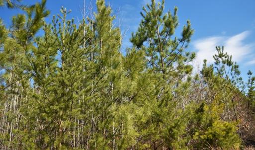 Photo #9 of SOLD property in Off Wyatt Grove Church Rd, Richfield, NC 27.3 acres