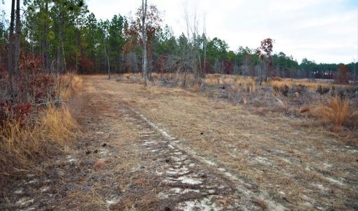 Photo #6 of SOLD property in 370 Cain Patch Road, Mt. Croghan, SC 33.0 acres