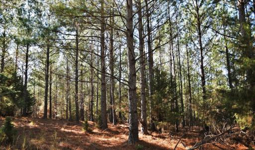 Photo #11 of SOLD property in 1315 Cantey Hill Lane, Camden, SC 50.6 acres