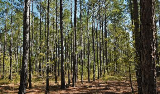 Photo #9 of SOLD property in 2650 Mill Creek Road, Bethune, SC 102.0 acres