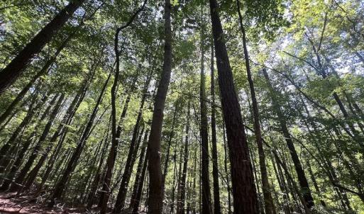 Photo #22 of SOLD property in Off Warren County Acres Road , Littleton, NC 8.0 acres