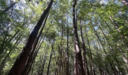 Photo #23 of SOLD property in Off Warren County Acres Road , Littleton, NC 8.0 acres