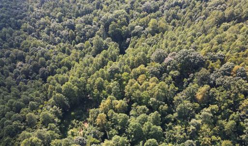 Photo #16 of Off Terrys Mountain Rd, Martinsville, VA 85.5 acres