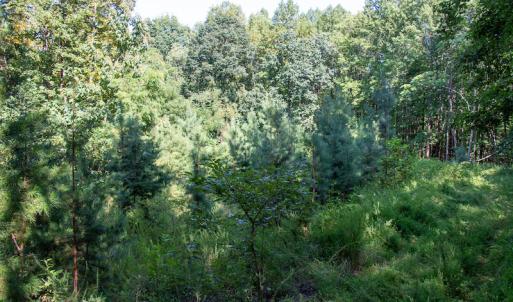 Photo #22 of SOLD property in Off Terrys Mountain Rd, Martinsville, VA 85.5 acres