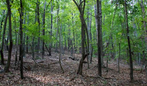 Photo #24 of SOLD property in Off Terrys Mountain Rd, Martinsville, VA 85.5 acres