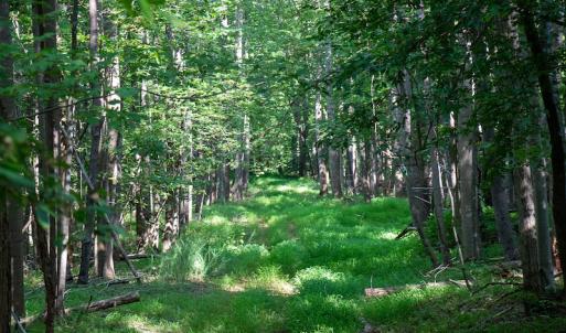 Photo #25 of Off Terrys Mountain Rd, Martinsville, VA 85.5 acres