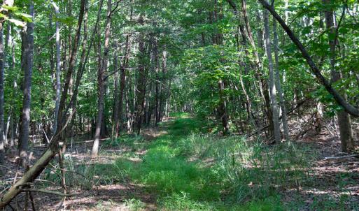 Photo #27 of SOLD property in Off Terrys Mountain Rd, Martinsville, VA 85.5 acres