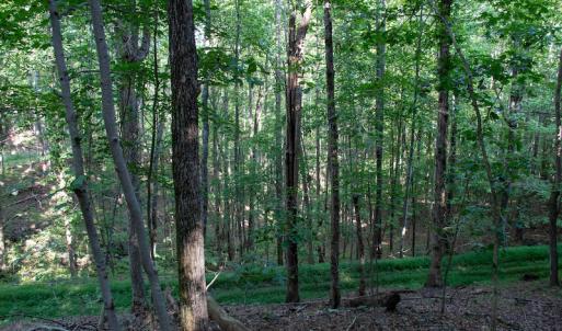 Photo #30 of SOLD property in Off Terrys Mountain Rd, Martinsville, VA 85.5 acres