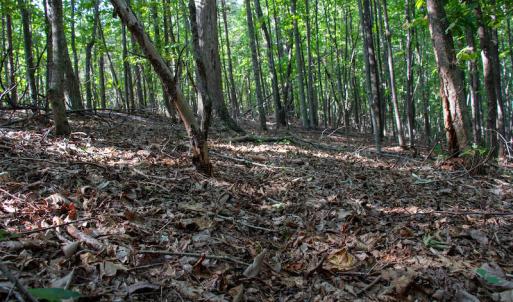Photo #33 of Off Terrys Mountain Rd, Martinsville, VA 85.5 acres
