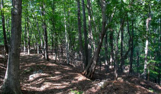 Photo #34 of SOLD property in Off Terrys Mountain Rd, Martinsville, VA 85.5 acres