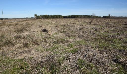 Photo #5 of SOLD property in Off Foxworth Road, Marion, SC 68.5 acres