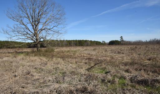 Photo #6 of SOLD property in Off Foxworth Road, Marion, SC 68.5 acres
