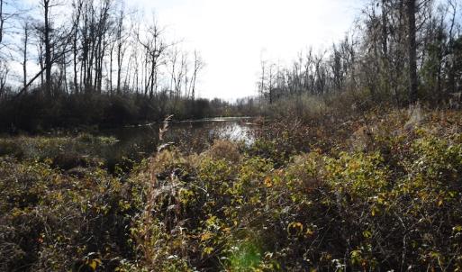 Photo #7 of SOLD property in Off Foxworth Road, Marion, SC 68.5 acres