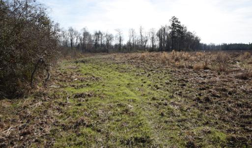 Photo #9 of SOLD property in Off Foxworth Road, Marion, SC 68.5 acres