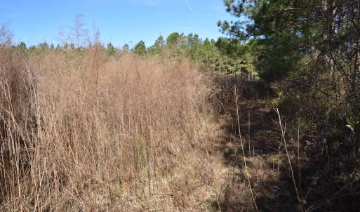 Photo #10 of SOLD property in Off Foxworth Road, Marion, SC 68.5 acres