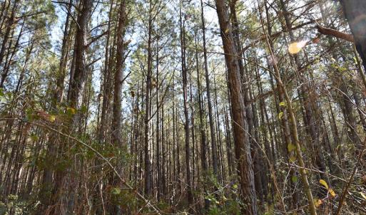 Photo #11 of SOLD property in Off Foxworth Road, Marion, SC 68.5 acres