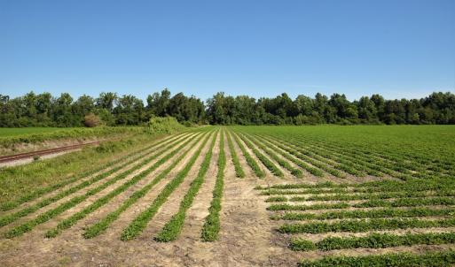 Photo #2 of SOLD property in Off Watermill Road, Mullins, SC 79.1 acres
