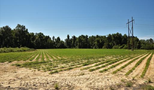 Photo #8 of SOLD property in Off Watermill Road, Mullins, SC 79.1 acres