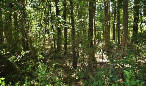 Photo #11 of SOLD property in Off Watermill Road, Mullins, SC 79.1 acres