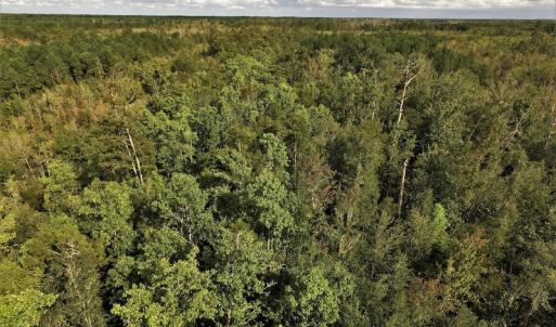 Photo #2 of SOLD property in Off Keene Road, Marion, SC 101.8 acres